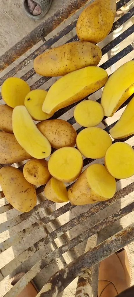 организуем поставку свежего картофеля  в Владивостоке 3