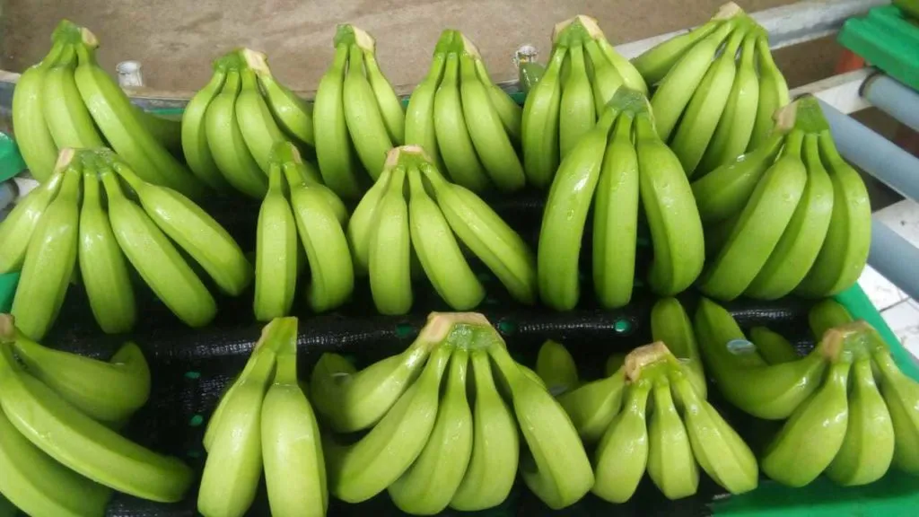 бананы из Эквадора в Владивостоке 12