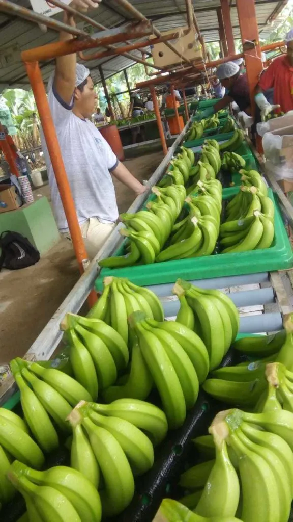 бананы из Эквадора в Владивостоке 2
