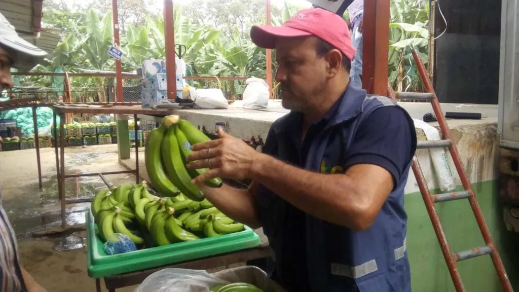 бананы из Эквадора в Владивостоке 15
