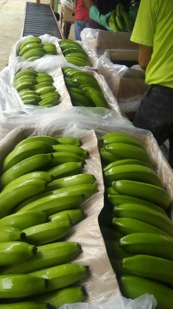 бананы из Эквадора в Владивостоке